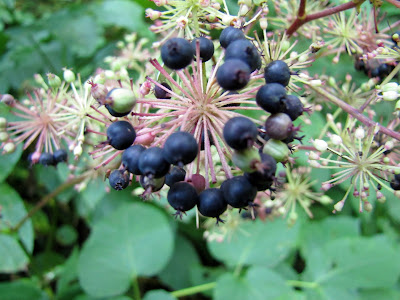 ID: a spikenard plant with dark blue berries.